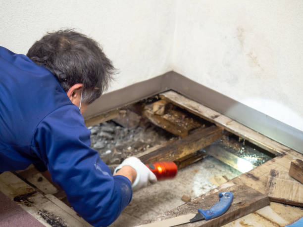 Best Mold Removal Company Near Me  in Gentry, AR
