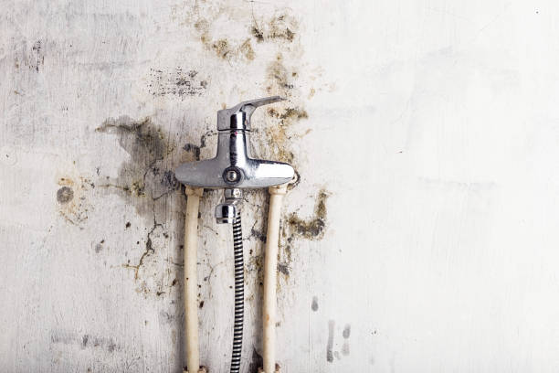 Best Mold Inspection  in Gentry, AR