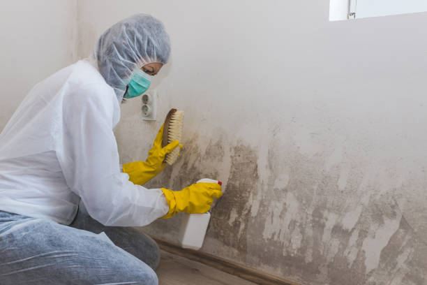 Best Mold Testing  in Gentry, AR