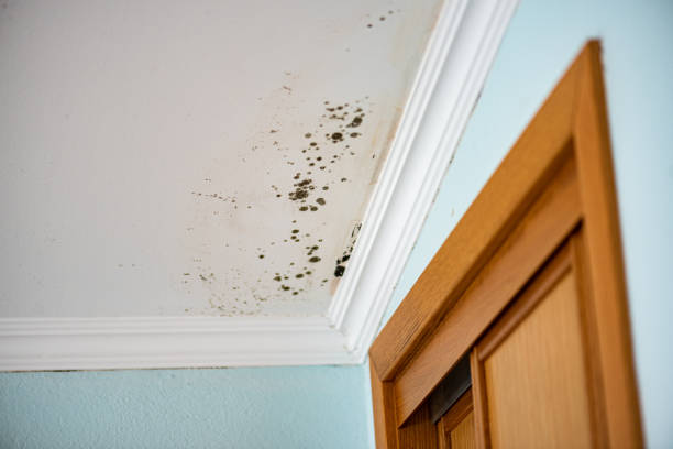 Best Fast Mold Removal  in Gentry, AR