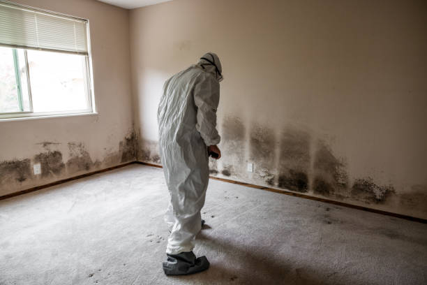Best Emergency Mold Removal  in Gentry, AR