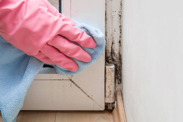 Best Mold Cleaning Services  in Gentry, AR